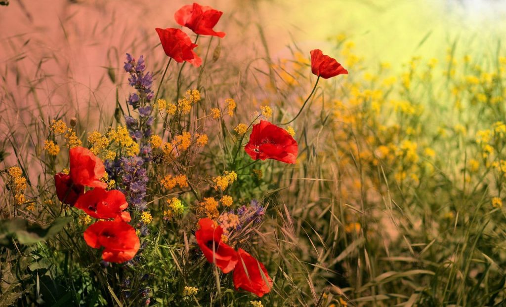 Skogsbade blomstereng i skogen