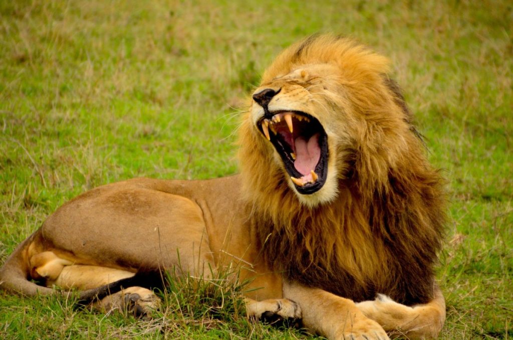 Løvebrøl i Afrika